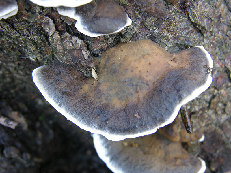 Bjerkandera adusta (Willd.) P. Karst